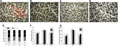 Lactobacillus improves meat quality in Sunit sheep by affecting mitochondrial biogenesis through the AMPK pathway